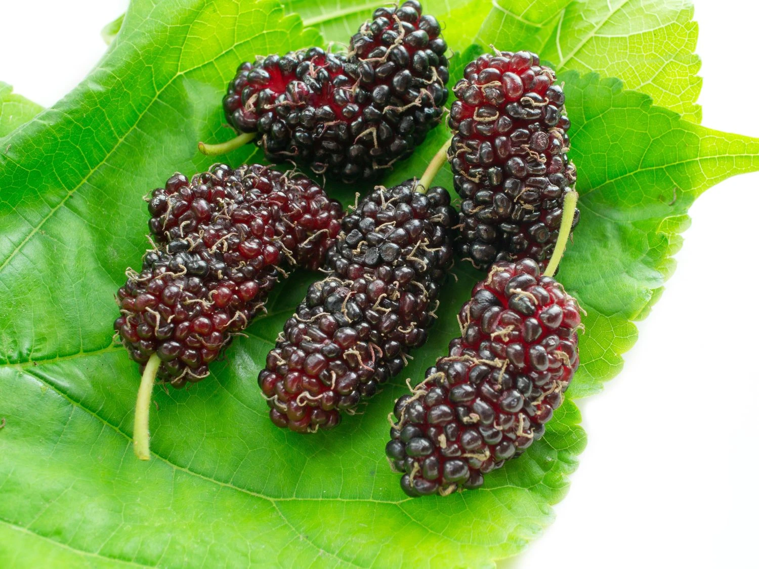 Koreanische Zwerg-Maulbeere 'Mulle' 3 Koreanische Zwerg-Maulbeere 'Mulle'