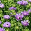 Kornblumen-Aster 'Mels Blue' -Günstiges Erd Seele Geschäft kornblumen aster mels blue m063036 h 0