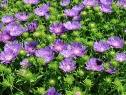 Kornblumen-Aster 'Mels Blue' -Günstiges Erd Seele Geschäft kornblumen aster mels blue m063036 w 0