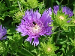 Kornblumen-Aster 'Mels Blue' -Günstiges Erd Seele Geschäft kornblumen aster mels blue m063036 w 1