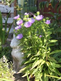 Kornblumen-Aster 'Mels Blue' -Günstiges Erd Seele Geschäft kornblumen aster mels blue m063036 w 2