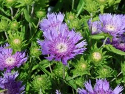 Kornblumen-Aster 'Mels Blue' -Günstiges Erd Seele Geschäft kornblumen aster mels blue m063036 w 3