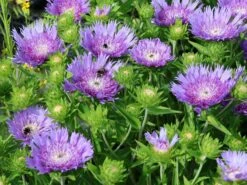Kornblumen-Aster 'Mels Blue' -Günstiges Erd Seele Geschäft kornblumen aster mels blue m063036 w 4