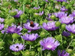 Kornblumen-Aster 'Mels Blue' -Günstiges Erd Seele Geschäft kornblumen aster mels blue m063036 w 5