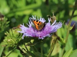 Kornblumen-Aster 'Mels Blue' -Günstiges Erd Seele Geschäft kornblumen aster mels blue m063036 w 6
