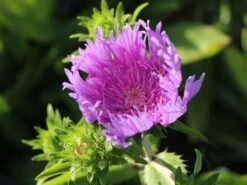 Kornblumen-Aster 'Mels Blue' -Günstiges Erd Seele Geschäft kornblumen aster mels blue m063036 w 7