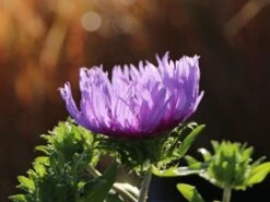 Kornblumen-Aster 'Mels Blue' -Günstiges Erd Seele Geschäft kornblumen aster mels blue m063036 w 8