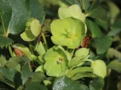 Korsische Nieswurz 16 Korsische Nieswurz -Günstiges Erd Seele Geschäft korsische nieswurz m058779 w 0