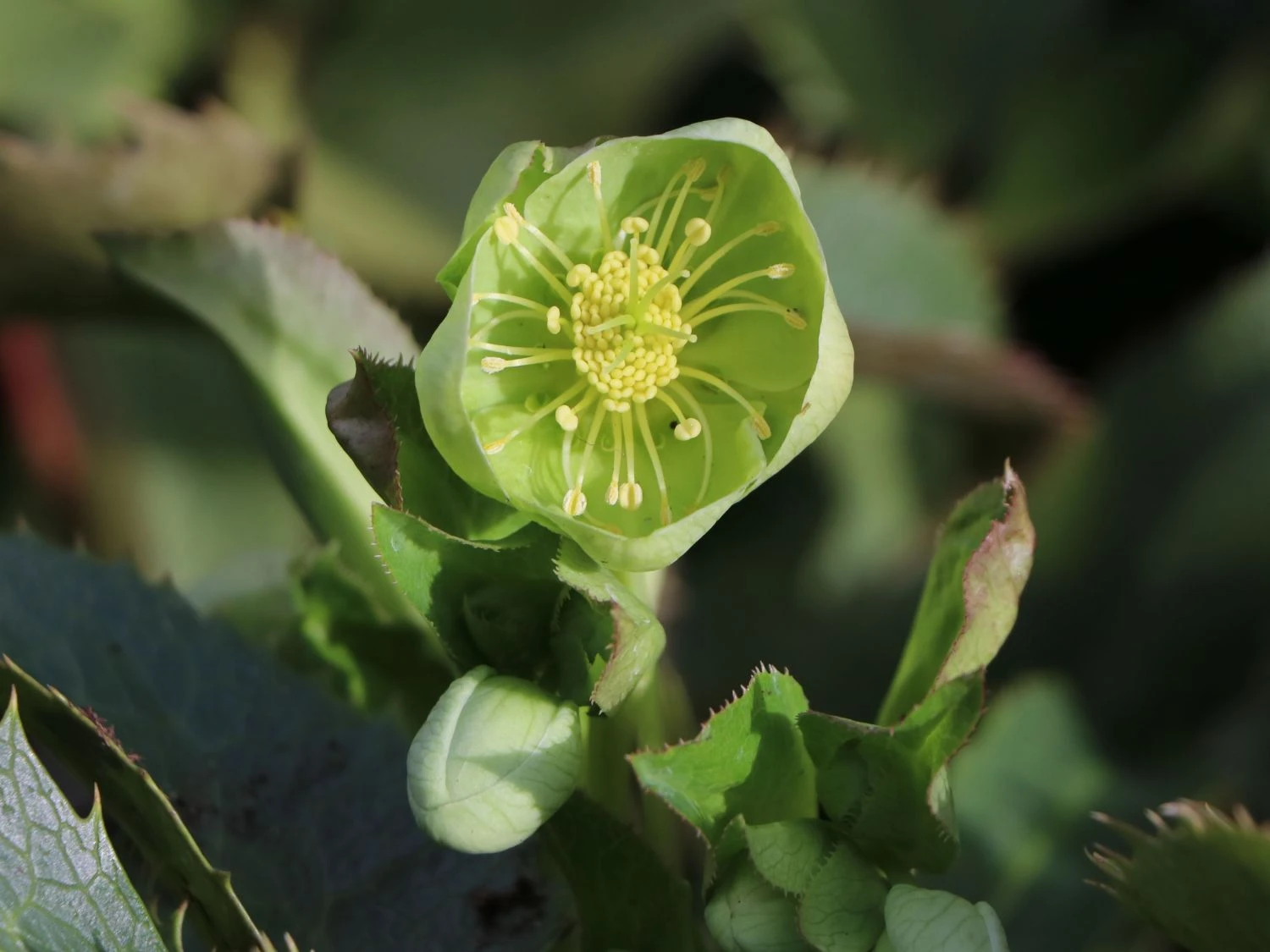 Korsische Nieswurz 7 Korsische Nieswurz – Bild 5