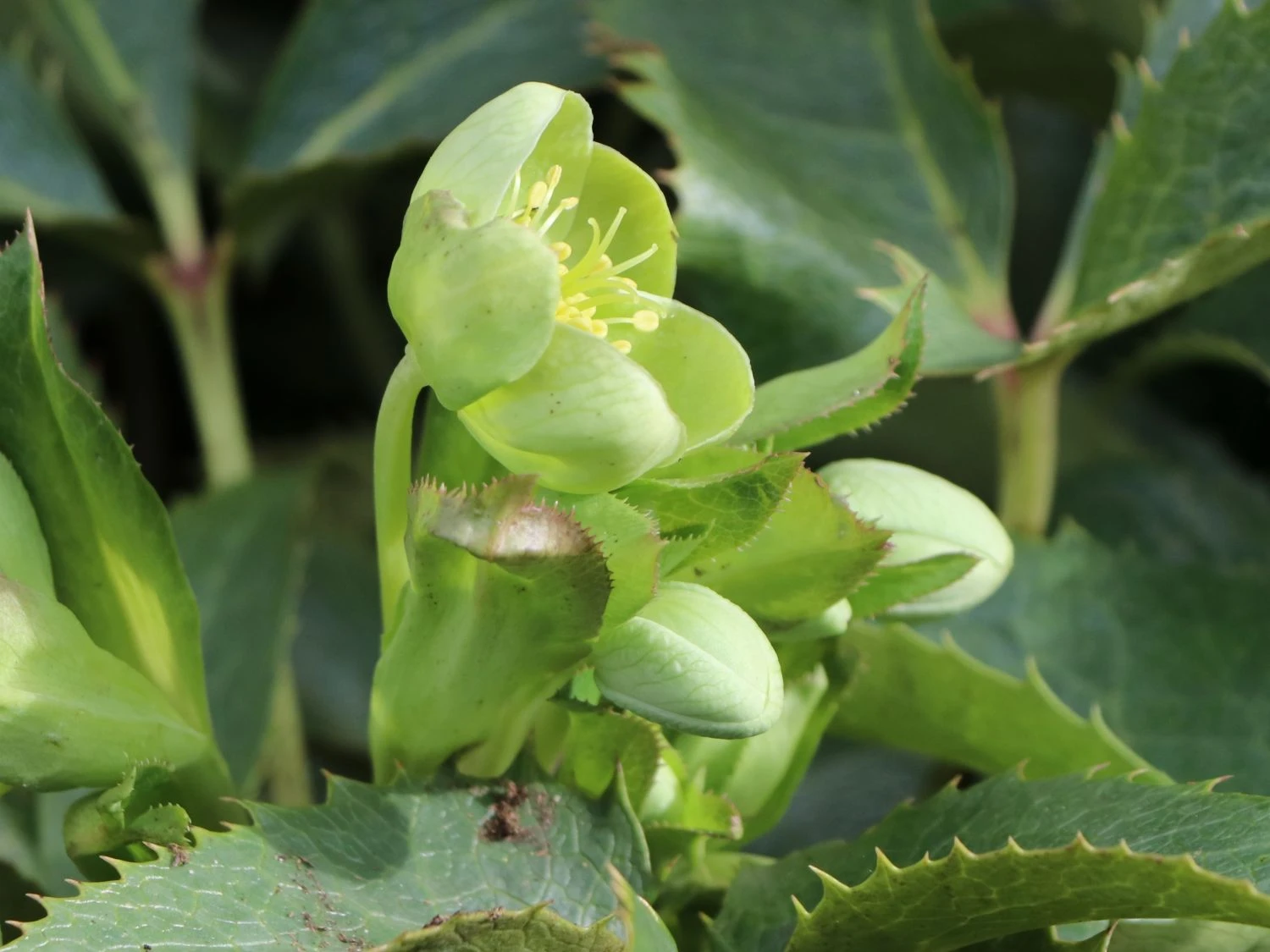 Korsische Nieswurz 6 Korsische Nieswurz – Bild 4