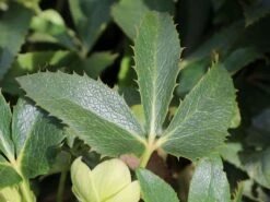 Korsische Nieswurz 20 Korsische Nieswurz -Günstiges Erd Seele Geschäft korsische nieswurz m058779 w 3