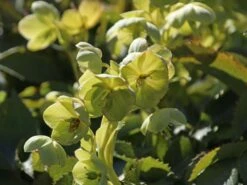 Korsische Nieswurz 22 Korsische Nieswurz -Günstiges Erd Seele Geschäft korsische nieswurz m058779 w 4