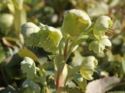 Korsische Nieswurz 21 Korsische Nieswurz -Günstiges Erd Seele Geschäft korsische nieswurz m058779 w 5