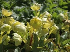 Korsische Nieswurz 24 Korsische Nieswurz -Günstiges Erd Seele Geschäft korsische nieswurz m058779 w 6