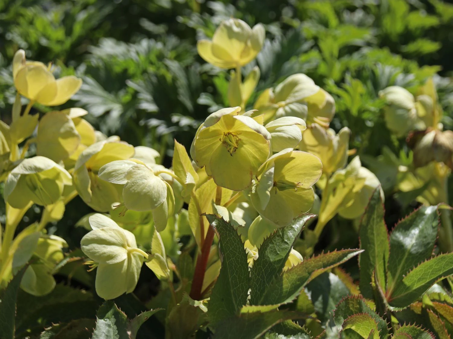 Korsische Nieswurz 13 Korsische Nieswurz – Bild 11