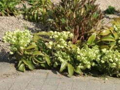 Korsische Nieswurz 23 Korsische Nieswurz -Günstiges Erd Seele Geschäft korsische nieswurz m058779 w 7