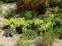 Korsische Nieswurz 15 Korsische Nieswurz -Günstiges Erd Seele Geschäft korsische nieswurz m058779 w 8