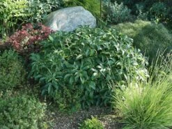 Korsische Nieswurz 19 Korsische Nieswurz -Günstiges Erd Seele Geschäft korsische nieswurz m058779 w 9