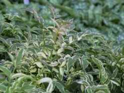 Kriechende Jakobsleiter 'Stairway To Heaven' ® -Günstiges Erd Seele Geschäft kriechende jakobsleiter stairway to heaven m062857 w 0