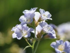 Kriechende Jakobsleiter 'Stairway To Heaven' ® -Günstiges Erd Seele Geschäft kriechende jakobsleiter stairway to heaven m062857 w 2