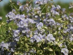 Kriechende Jakobsleiter 'Stairway To Heaven' ® -Günstiges Erd Seele Geschäft kriechende jakobsleiter stairway to heaven m062857 w 3