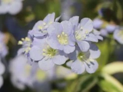 Kriechende Jakobsleiter 'Stairway To Heaven' ® -Günstiges Erd Seele Geschäft kriechende jakobsleiter stairway to heaven m062857 w 4