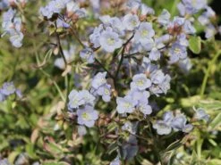 Kriechende Jakobsleiter 'Stairway To Heaven' ® -Günstiges Erd Seele Geschäft kriechende jakobsleiter stairway to heaven m062857 w 5