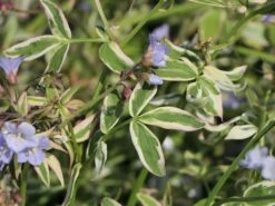 Kriechende Jakobsleiter 'Stairway To Heaven' ® -Günstiges Erd Seele Geschäft kriechende jakobsleiter stairway to heaven m062857 w 6