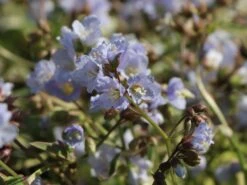 Kriechende Jakobsleiter 'Stairway To Heaven' ® -Günstiges Erd Seele Geschäft kriechende jakobsleiter stairway to heaven m062857 w 7