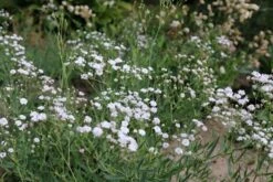 Kriechendes Garten Schleierkraut 'Compacta Plena' -Günstiges Erd Seele Geschäft kriechendes garten schleierkraut compacta plena m058692 848186 0