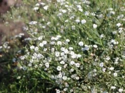 Kriechendes Garten Schleierkraut 'Compacta Plena' -Günstiges Erd Seele Geschäft kriechendes garten schleierkraut compacta plena m058692 w 0