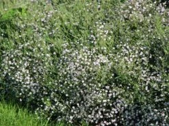 Kriechendes Garten Schleierkraut 'Compacta Plena' -Günstiges Erd Seele Geschäft kriechendes garten schleierkraut compacta plena m058692 w 2