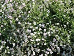 Kriechendes Garten Schleierkraut 'Compacta Plena' -Günstiges Erd Seele Geschäft kriechendes garten schleierkraut compacta plena m058692 w 3