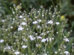 Kriechendes Garten Schleierkraut 'Compacta Plena' -Günstiges Erd Seele Geschäft kriechendes garten schleierkraut compacta plena m058692 w 4