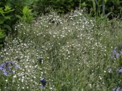 Kriechendes Garten Schleierkraut 'Compacta Plena' -Günstiges Erd Seele Geschäft kriechendes garten schleierkraut compacta plena m058692 w 5