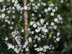 Kriechendes Garten Schleierkraut 'Compacta Plena' -Günstiges Erd Seele Geschäft kriechendes garten schleierkraut compacta plena m058692 w 7