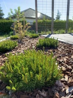 Kriechkiefer / Zwerglatsche / Zwergkiefer / Kniekiefer -Günstiges Erd Seele Geschäft kriechkiefer zwerglatsche zwergkiefer kniekiefer m002218 193676 0