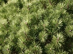 Kriechkiefer / Zwerglatsche / Zwergkiefer / Kniekiefer -Günstiges Erd Seele Geschäft kriechkiefer zwerglatsche zwergkiefer kniekiefer m002218 w 0