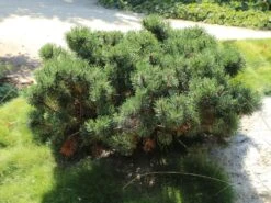 Kriechkiefer / Zwerglatsche / Zwergkiefer / Kniekiefer -Günstiges Erd Seele Geschäft kriechkiefer zwerglatsche zwergkiefer kniekiefer m002218 w 2