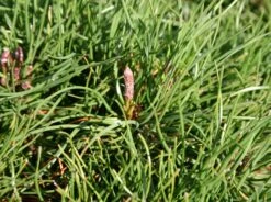 Kriechkiefer / Zwerglatsche / Zwergkiefer / Kniekiefer -Günstiges Erd Seele Geschäft kriechkiefer zwerglatsche zwergkiefer kniekiefer m002218 w 3