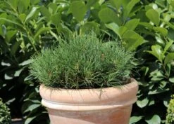 Kriechkiefer / Zwerglatsche / Zwergkiefer / Kniekiefer -Günstiges Erd Seele Geschäft kriechkiefer zwerglatsche zwergkiefer kniekiefer m002218 w 4