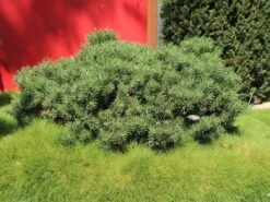 Kriechkiefer / Zwerglatsche / Zwergkiefer / Kniekiefer -Günstiges Erd Seele Geschäft kriechkiefer zwerglatsche zwergkiefer kniekiefer m002218 w 5