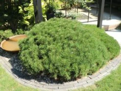 Kriechkiefer / Zwerglatsche / Zwergkiefer / Kniekiefer -Günstiges Erd Seele Geschäft kriechkiefer zwerglatsche zwergkiefer kniekiefer m002218 w 6