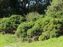 Kriechkiefer / Zwerglatsche / Zwergkiefer / Kniekiefer -Günstiges Erd Seele Geschäft kriechkiefer zwerglatsche zwergkiefer kniekiefer m002218 w 7