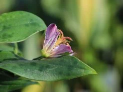 Krötenlilie 'Taiwan Adbane' -Günstiges Erd Seele Geschäft kroetenlilie taiwan adbane m063070 w 0