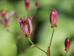 Krötenlilie 'Taiwan Adbane' -Günstiges Erd Seele Geschäft kroetenlilie taiwan adbane m063070 w 2