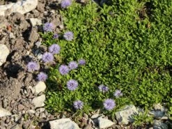 Kugelblume -Günstiges Erd Seele Geschäft kugelblume m058683 w 0