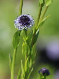 Kugelblume -Günstiges Erd Seele Geschäft kugelblume m058683 w 1