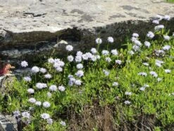 Kugelblume -Günstiges Erd Seele Geschäft kugelblume m058683 w 3