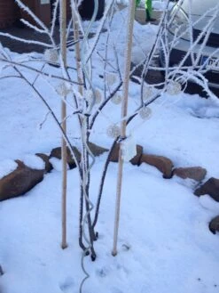 Kupfer-Felsenbirne 40 Kupfer-Felsenbirne -Günstiges Erd Seele Geschäft kupfer felsenbirne amelanchier felsenbirne m001930 193676 0